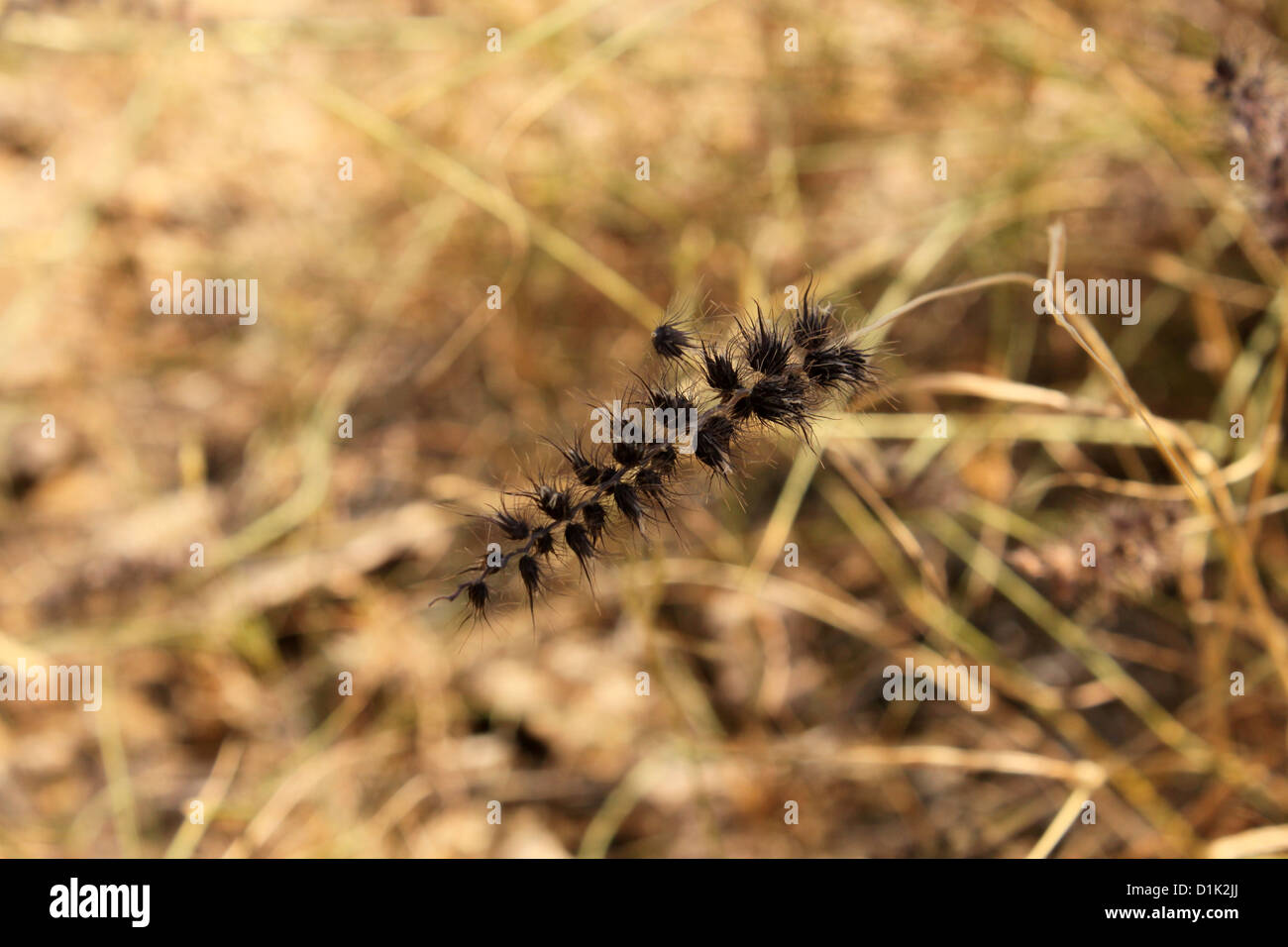 Schwarze Borsten Fox Tail Grass Akal Holz Fossil Parken Indien Stockfoto
