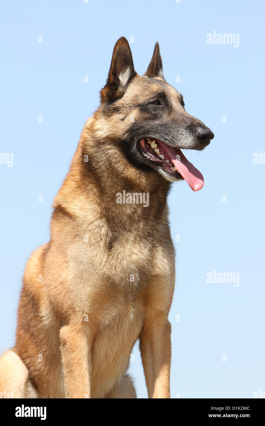 Belgischer Schäferhund Malinois Erwachsenen Porträt Profil Hund  Stockfotografie - Alamy