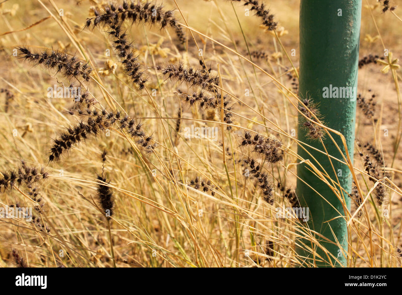 Schwarze Borsten Fox Tail Grass Akal Holz Fossil Parken Indien Stockfoto