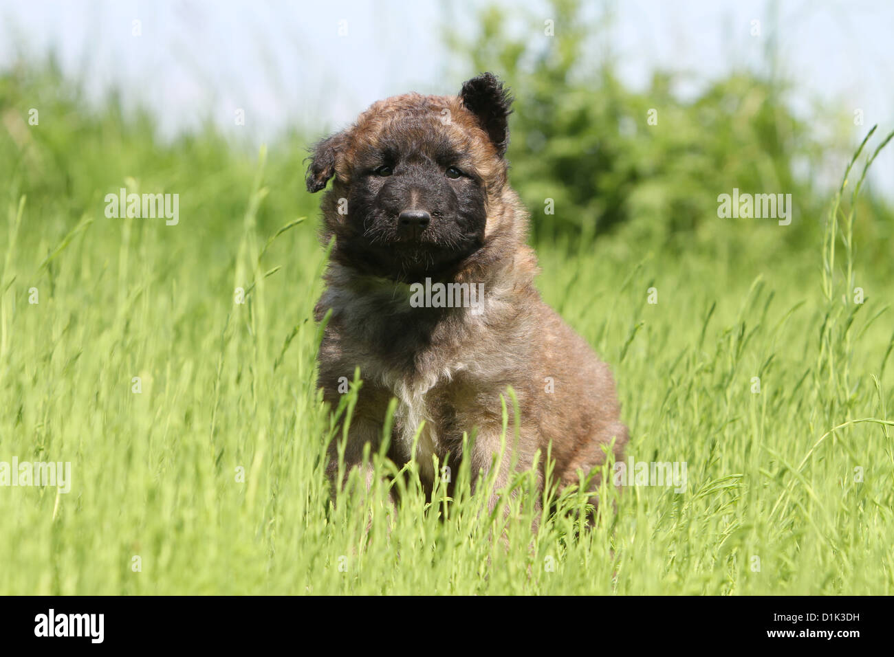 Belgischer Schäferhund Laekenois Welpen sitzen auf dem Rasen Hund Stockfoto