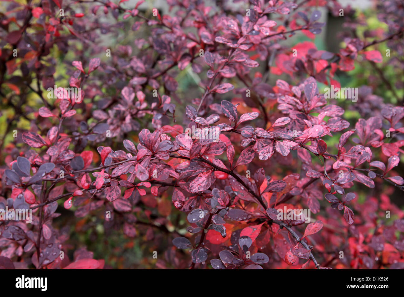 Leuchtend rote japanische Berberitze Blätter Stockfoto