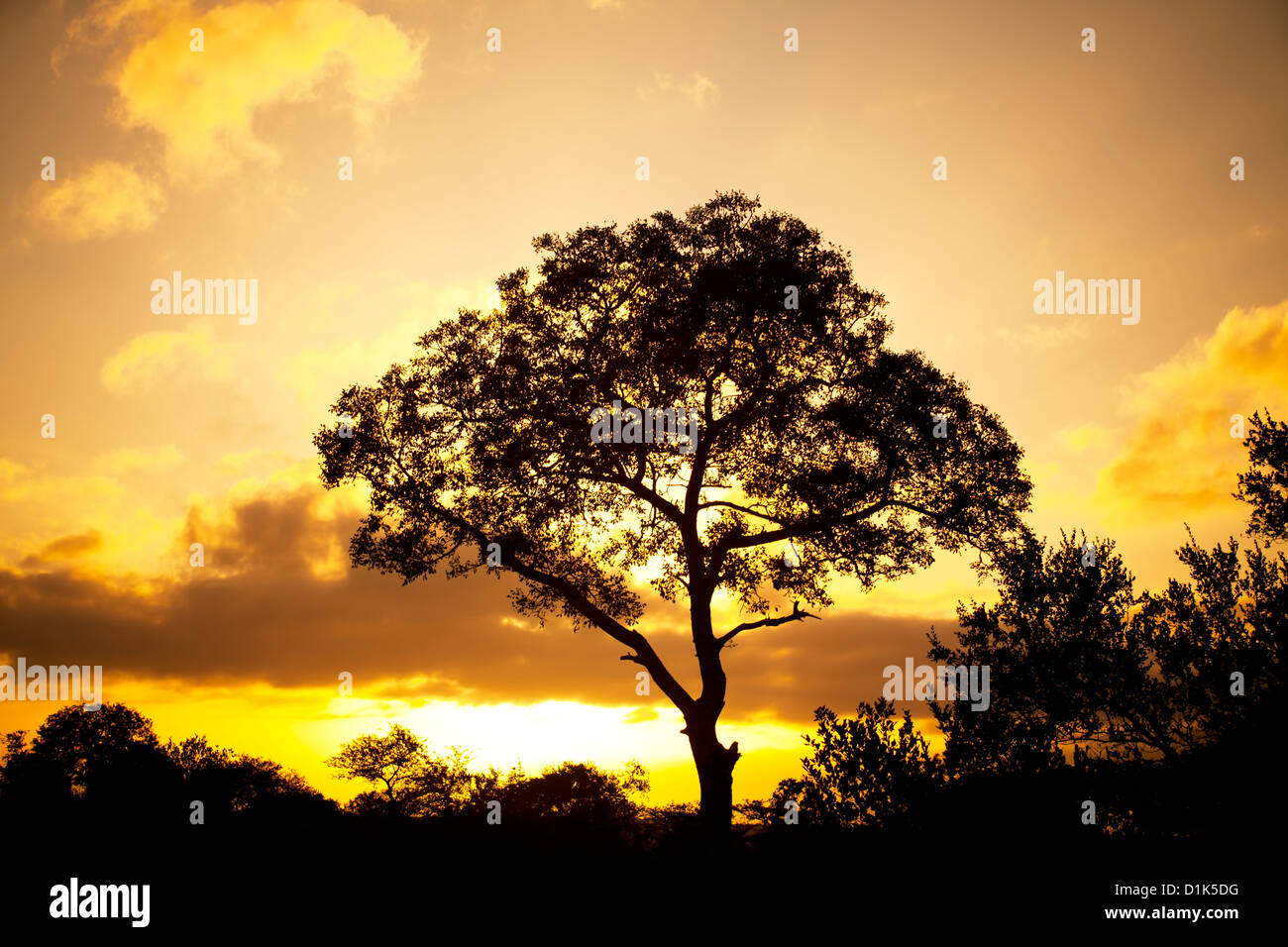 Afrikanischen Baum Silhouette gegen einen goldenen Sonnenaufgang oder Sonnenuntergang im afrikanischen Busch auf safari Stockfoto