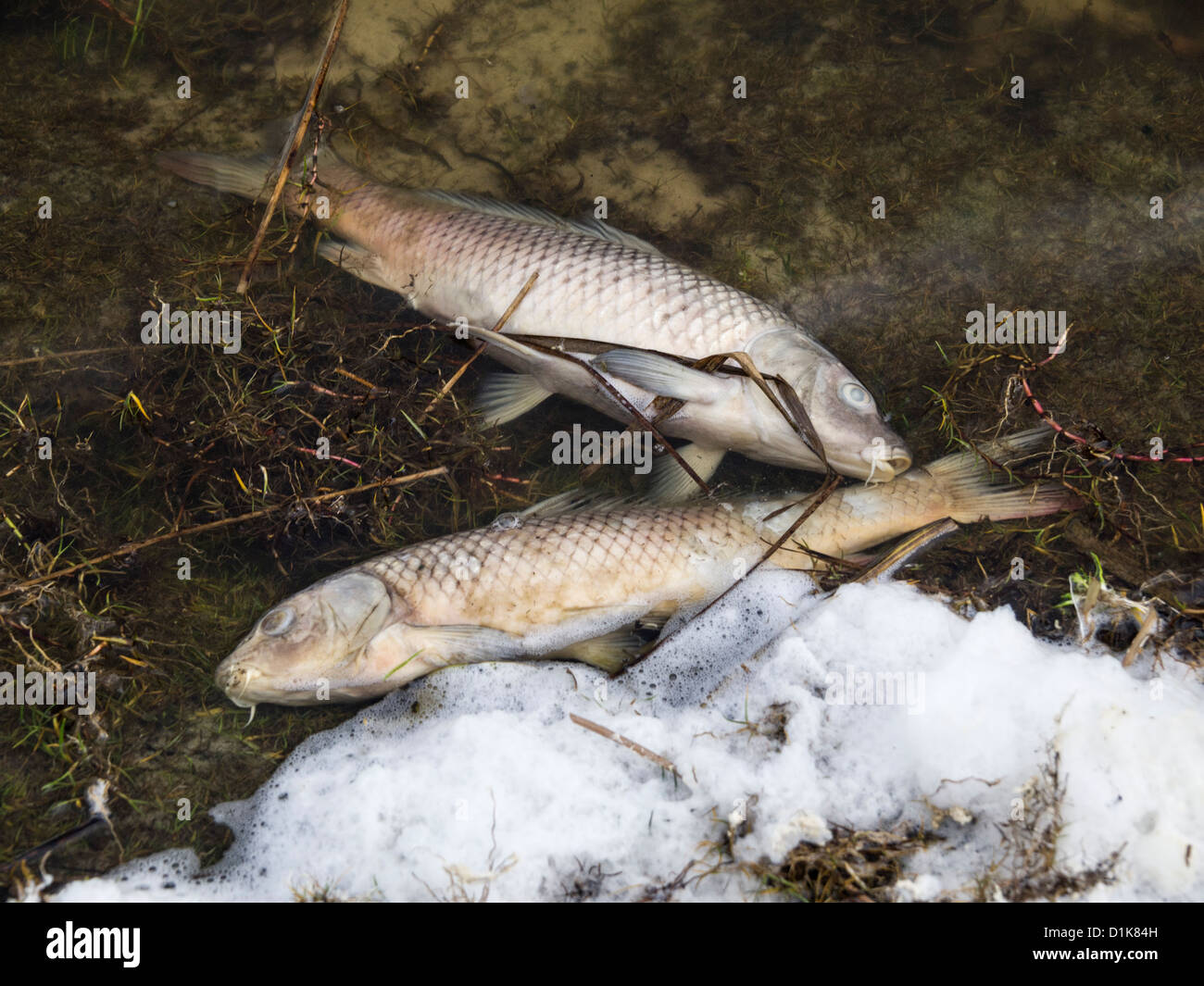 Tote Fische durch Wasserverschmutzung Stockfoto