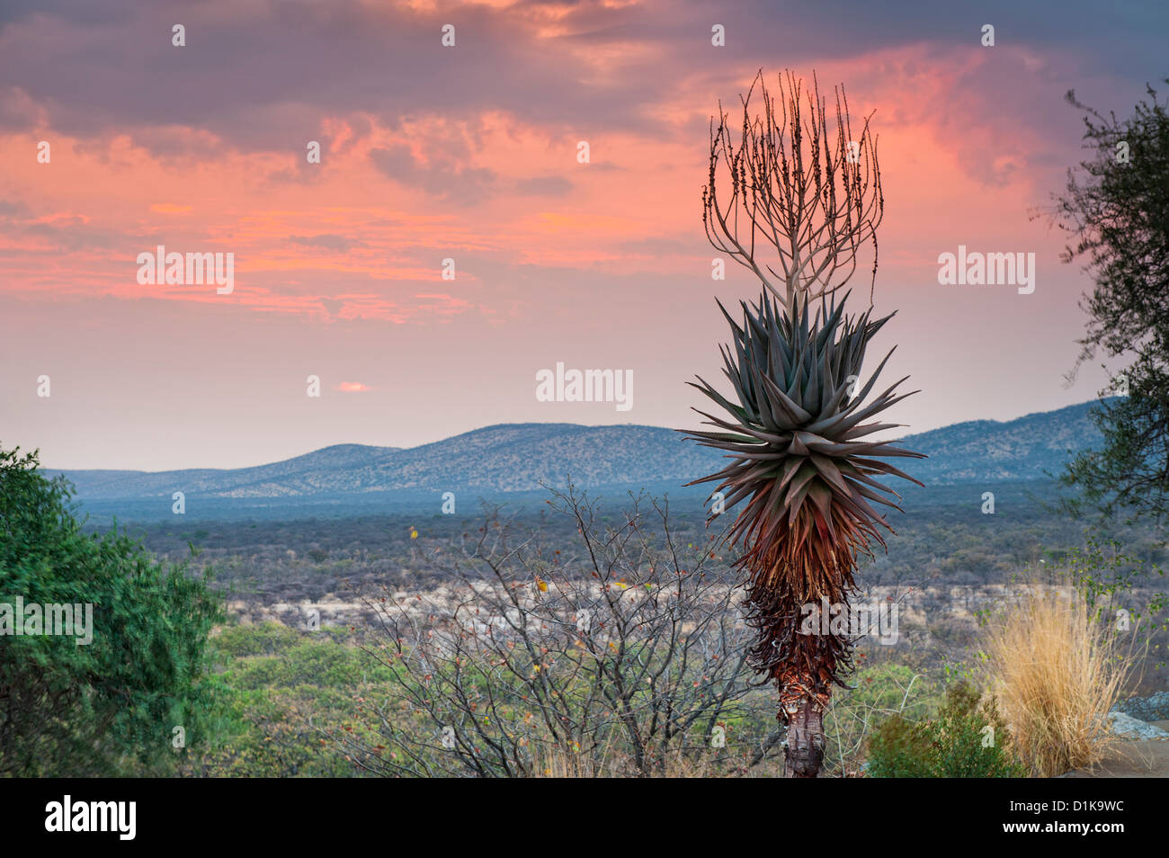 Damaraland Sonnenuntergang mit Aloe und Fransfontein Berge zwischen Outjo und Khorixas im nordwestlichen Namibia, Afrika Stockfoto