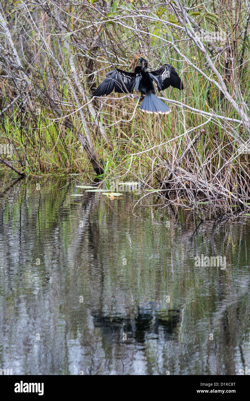Snakebird oder Darter trocknen seine Flügel, Florida Everglades Nationalpark Stockfoto