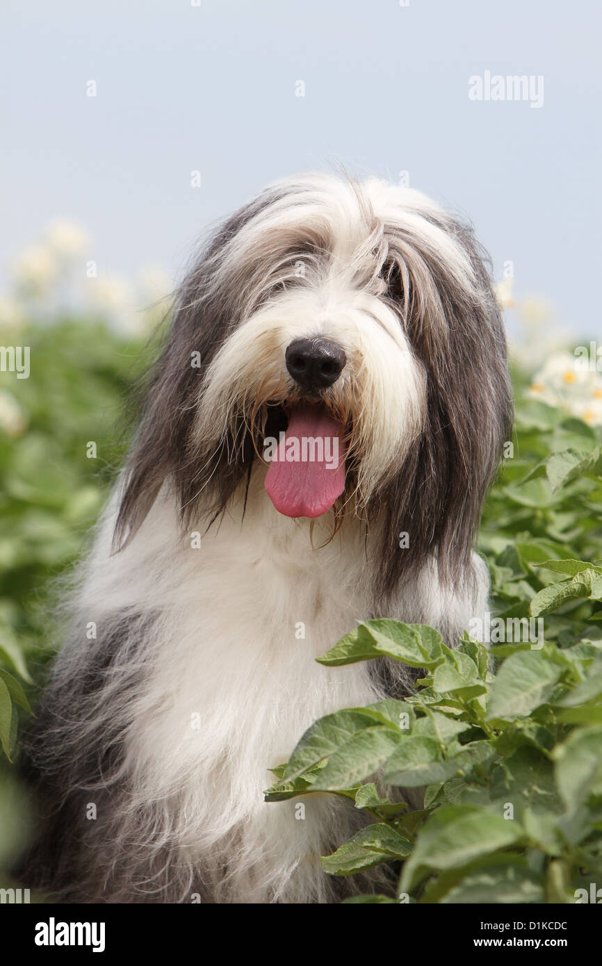 Bearded Collie Hund / Erwachsene Beardie-Porträt Stockfoto