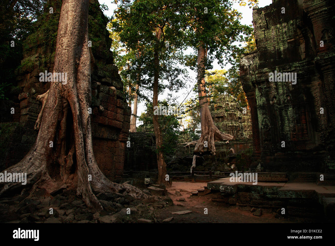 Bäume wachsen rund um die Ruinen der Ta Prohm Tempel, Angkor Wat, Kambodscha Stockfoto