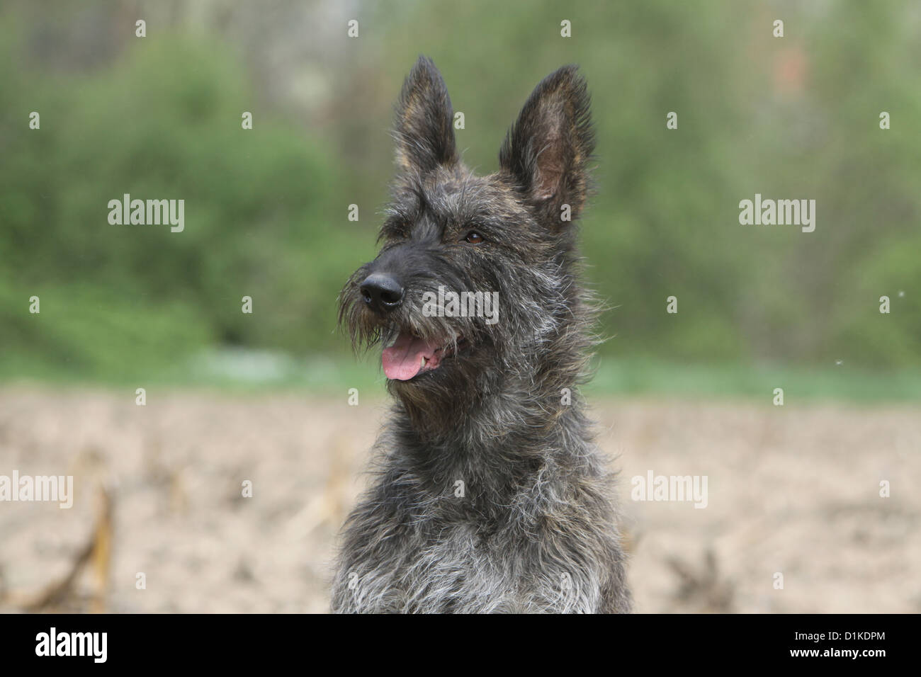 Berger Picard Stockfotos und -bilder Kaufen - Alamy