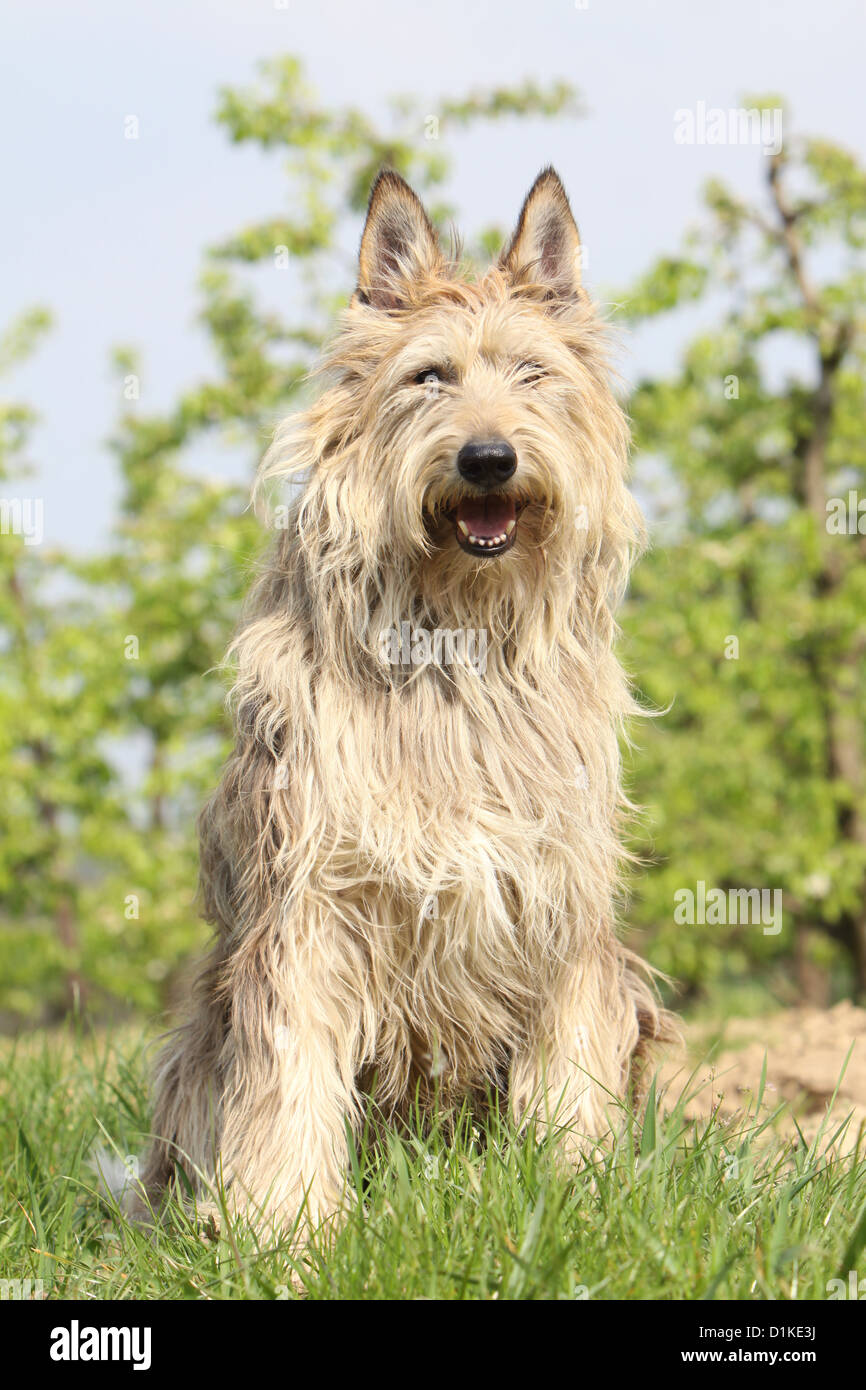Hund Berger Picard / Picardie Schäferhund Erwachsenen sitzen auf einer