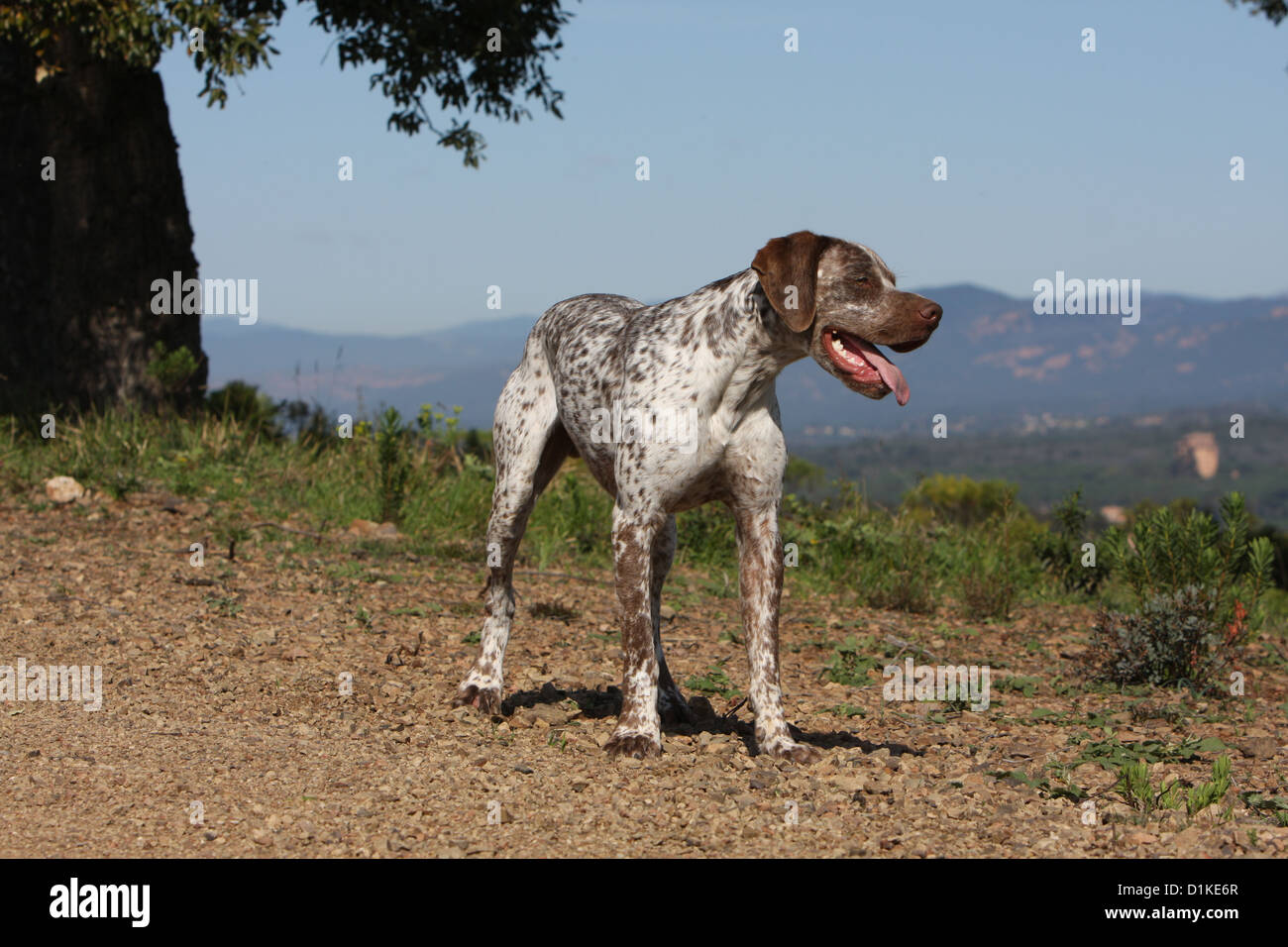 Braque du Bourbonnais Hund / Bourbonnais Pointing Dog adult Stockfoto