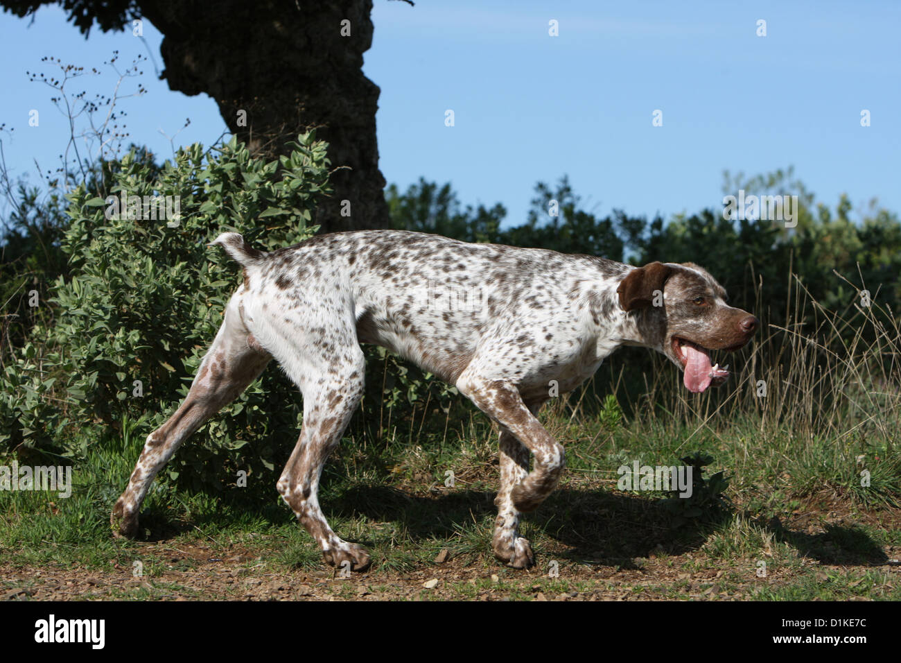 Braque du Bourbonnais Hund / Bourbonnais Pointing Dog adult Stockfoto