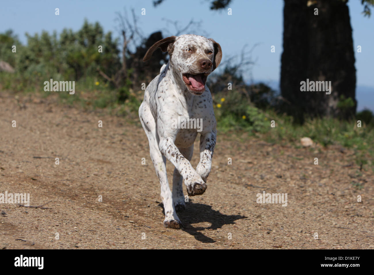 Braque du Bourbonnais Hund / Bourbonnais Vorstehhund Erwachsenen ausgeführt Stockfoto