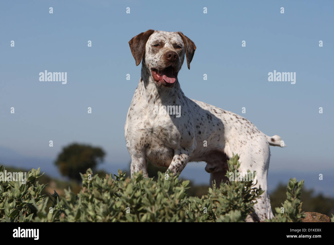 Braque du Bourbonnais Hund / Bourbonnais Vorstehhund Erwachsenen stehen Stockfoto