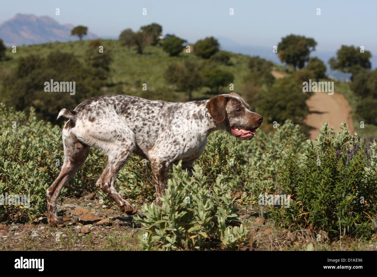 Braque du Bourbonnais Hund / Bourbonnais Vorstehhund Erwachsenen stehen Stockfoto