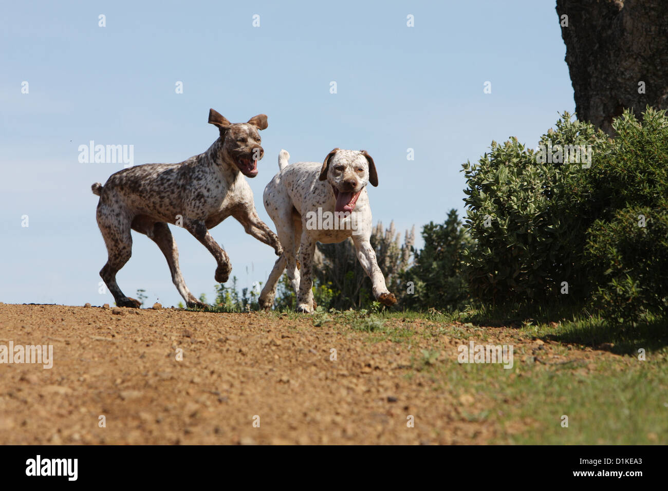 Braque du Bourbonnais Hund / Bourbonnais Vorstehhund zwei Erwachsene laufen Stockfoto