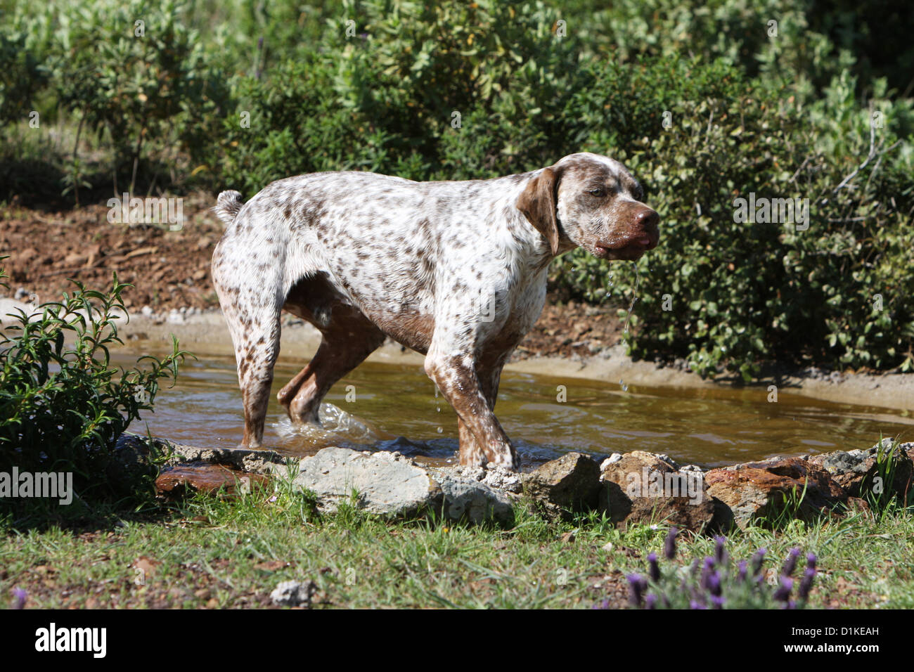 Braque du Bourbonnais Hund / Bourbonnais Vorstehhund Erwachsenen zu Fuss Stockfoto