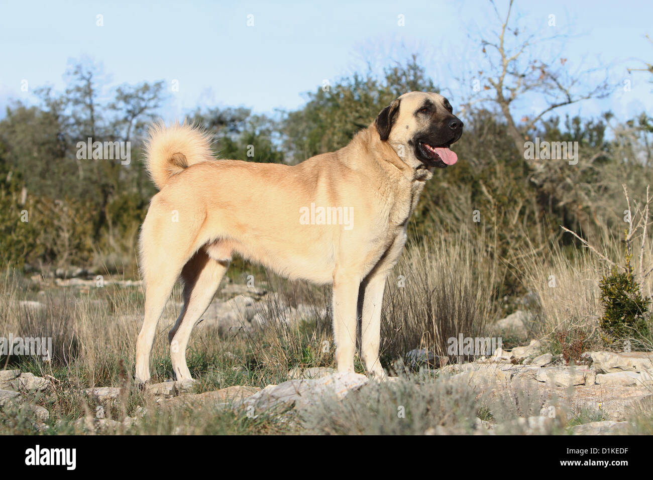 Anatolian Shepherd Dog Hund / Kangal / türkischen Karabasch Erwachsene  standard Profil Stockfotografie - Alamy