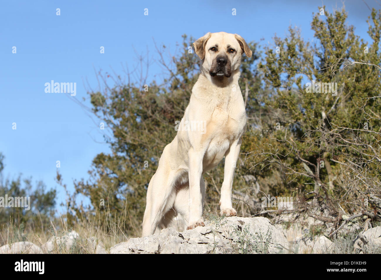 Anatolian Shepherd Dog Hund / Kangal / türkischen Karabasch Erwachsenen  stehen Stockfotografie - Alamy
