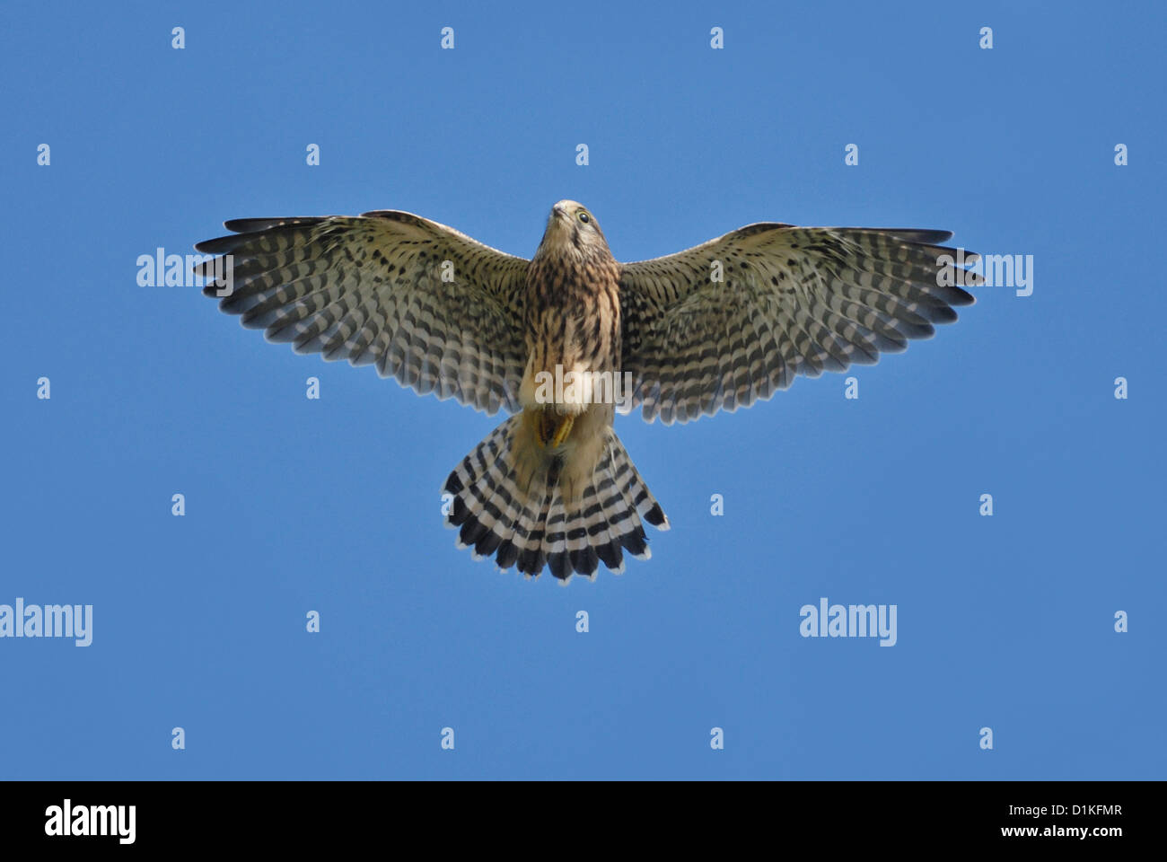 Weiblicher Turmfalke (Falco Tinnunculus) fliegen Stockfoto