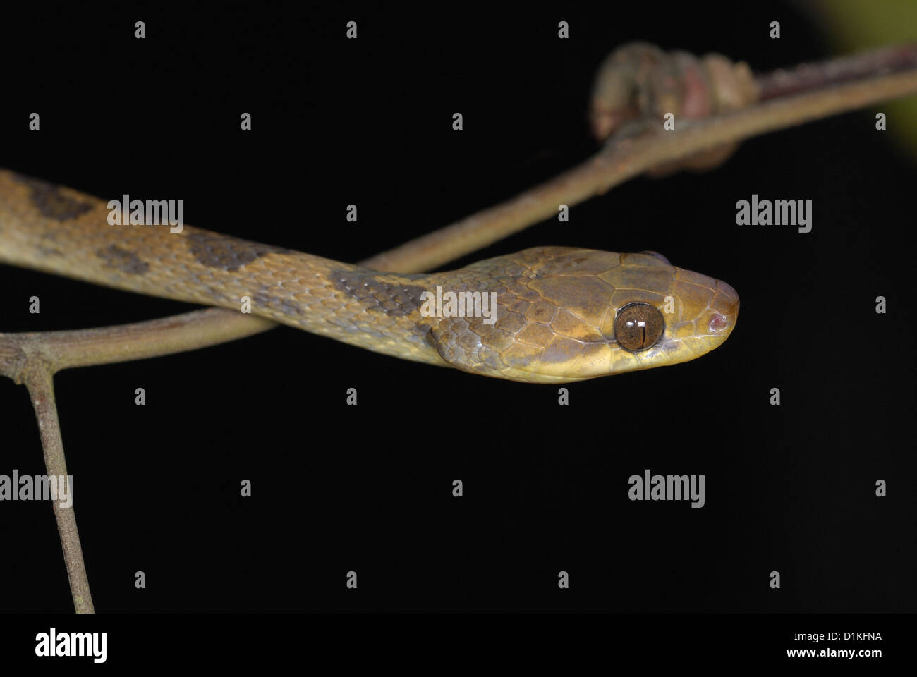Nördlichen Cateyed Snake (Leptodeira Septentrionalis) im Regenwald von