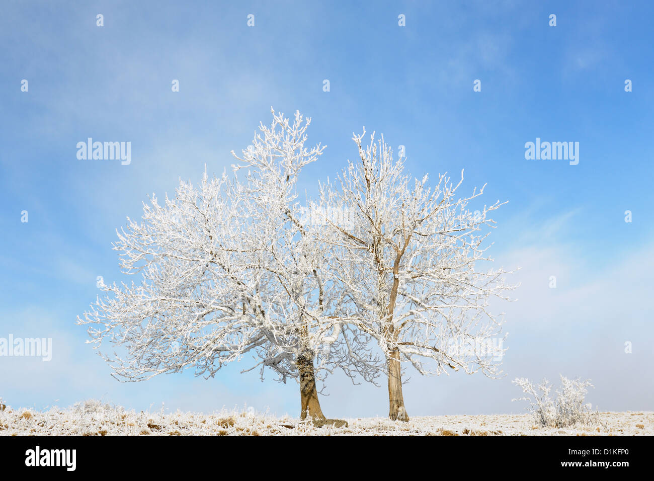 Zwei Bäume gefrorene Winterlandschaft. Stockfoto