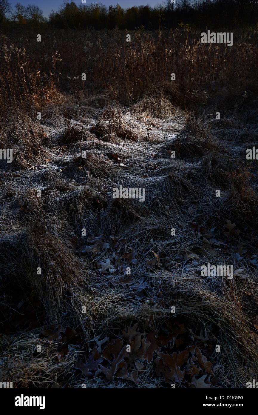 Frost auf Grass & Unkraut Stockfoto