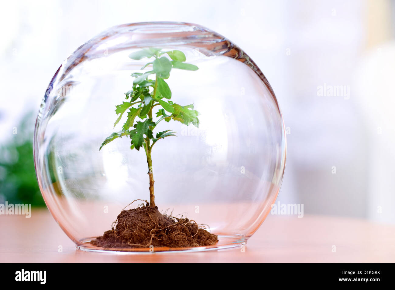 Grüne Pflanze innerhalb einer Glaskugel geschützt Stockfoto