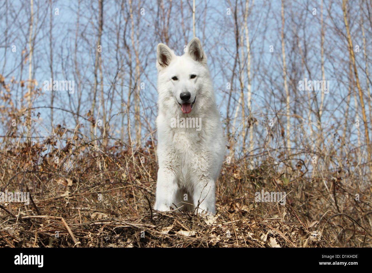 Weisser Schweizer Schäferhund Stockfotos und -bilder Kaufen - Seite 2 -  Alamy