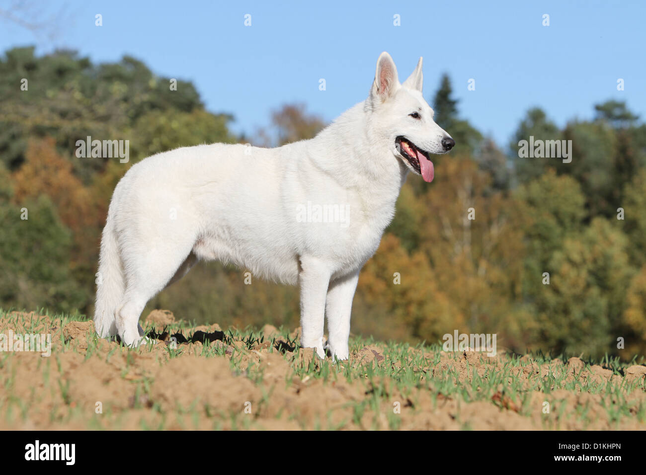 Weiße Schweizer Schäferhund / Hund Berger Blanc Suisse standard Profil  Stockfotografie - Alamy