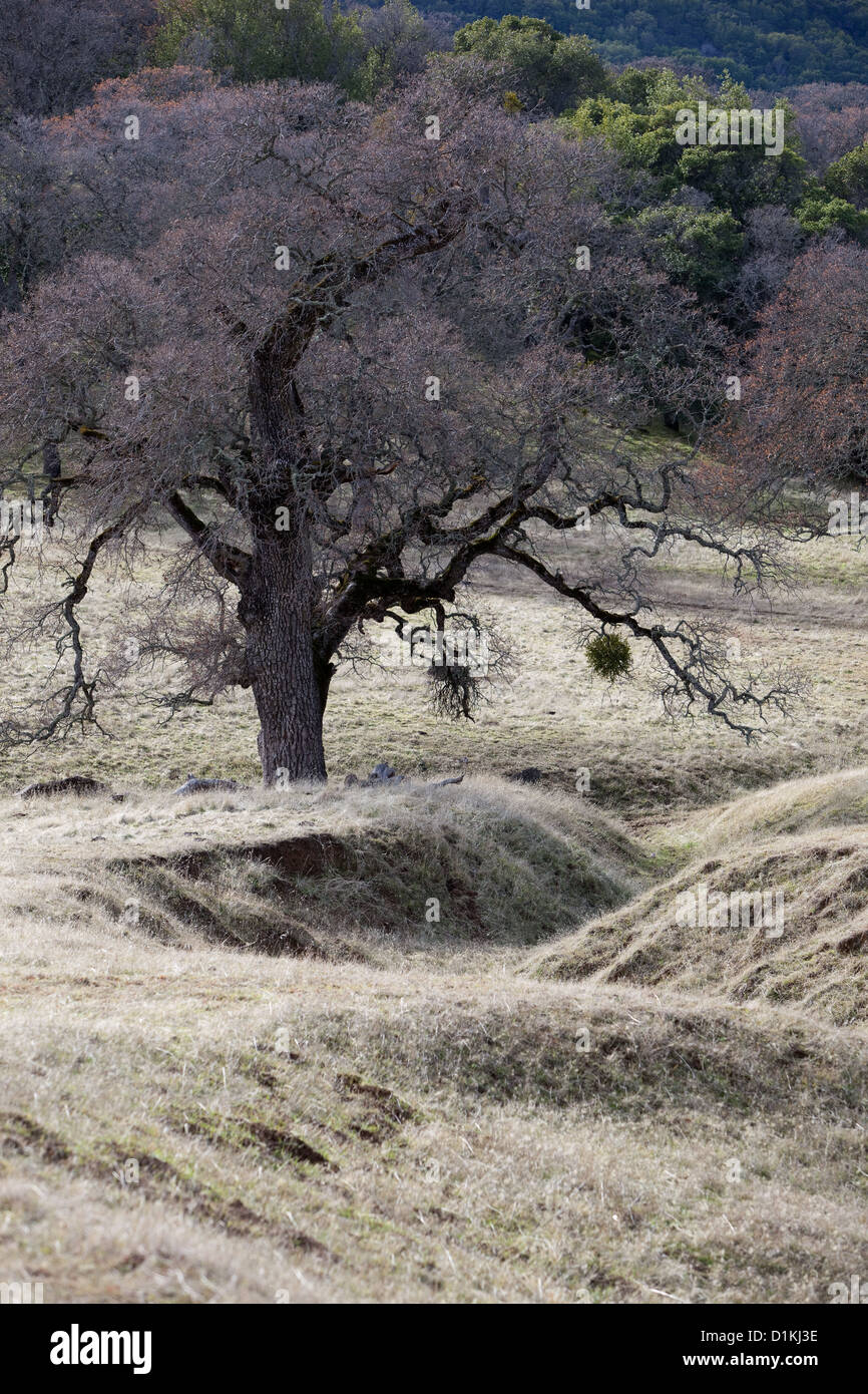 Bäume in Nordkalifornien. Stockfoto