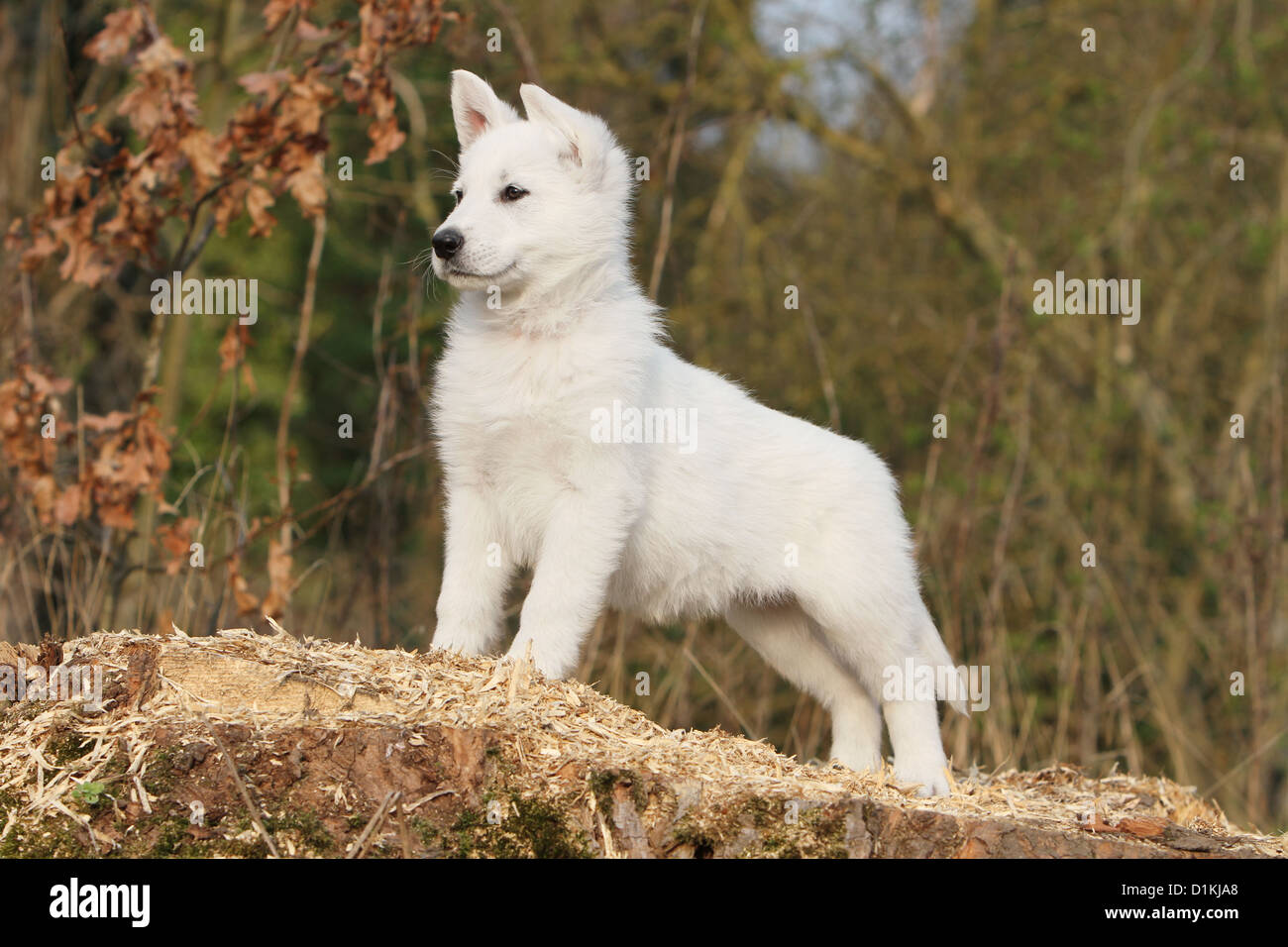 Weißer Schweizer Schäferhund / Berger Blanc Suisse Welpen stehende Profil  Stockfotografie - Alamy