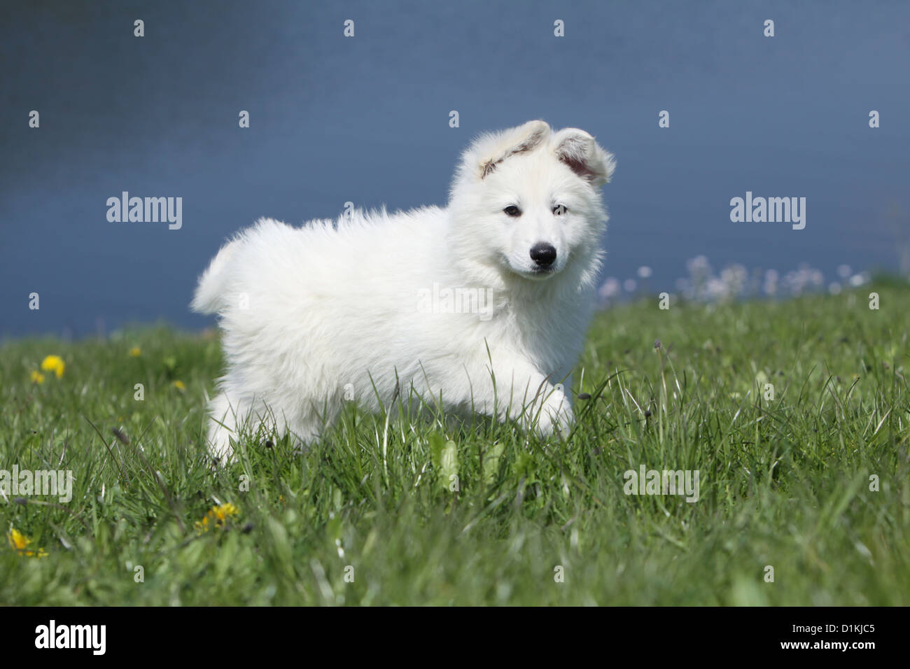 Weißer Schweizer Schäferhund / Berger Blanc Suisse Welpen zu Fuß auf dem Rasen Stockfoto