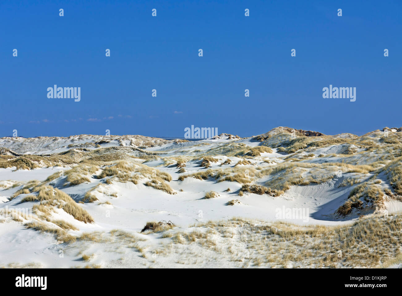 Sanddünen mit Dünengebieten Grass auf Amrum, Nordfriesischen Inseln im Wattenmeer an der deutschen Nordseeküste, Deutschland Stockfoto