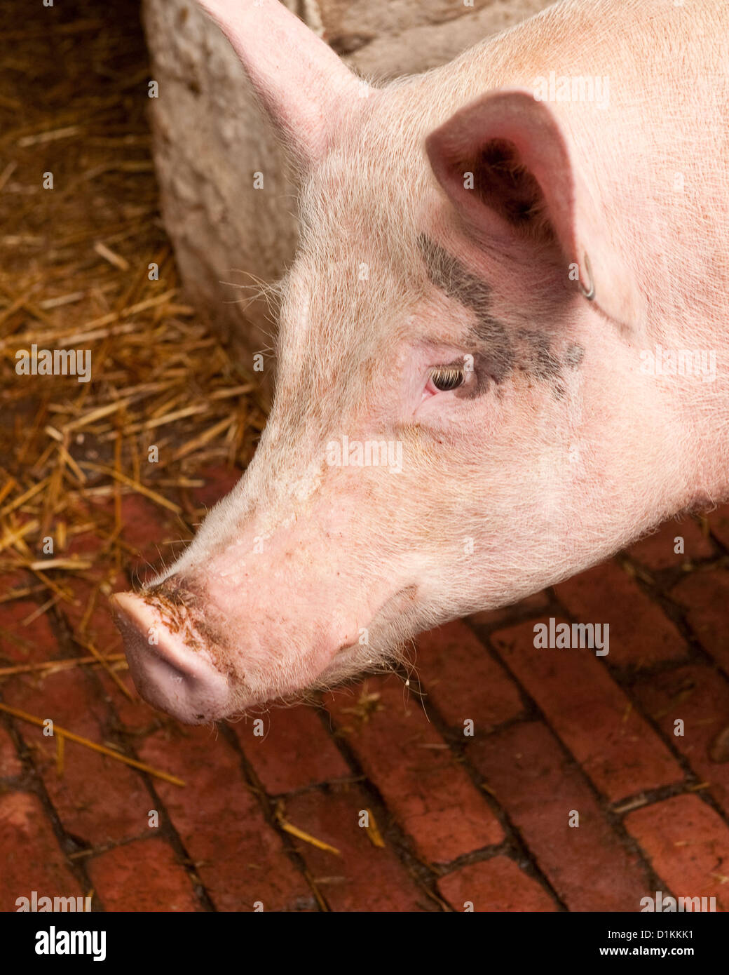 Rosa Schwein im Schweinestall auf Beamish Museum. County Durham, England Stockfoto