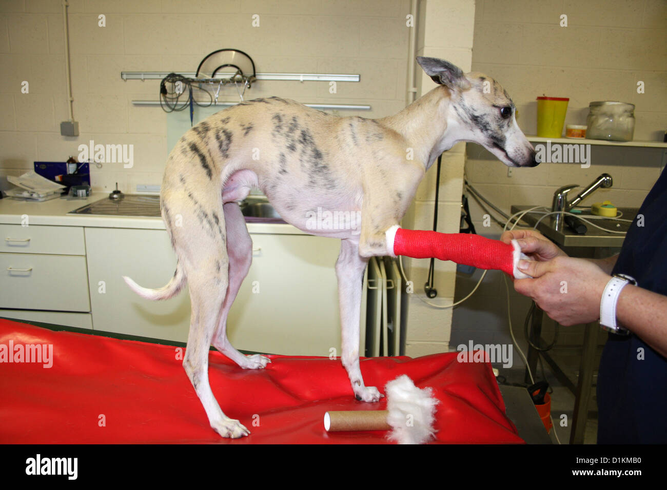 Hund Veterinär Tierarzt wickeln einen Verband um eine Pfote Whippet Stockfoto