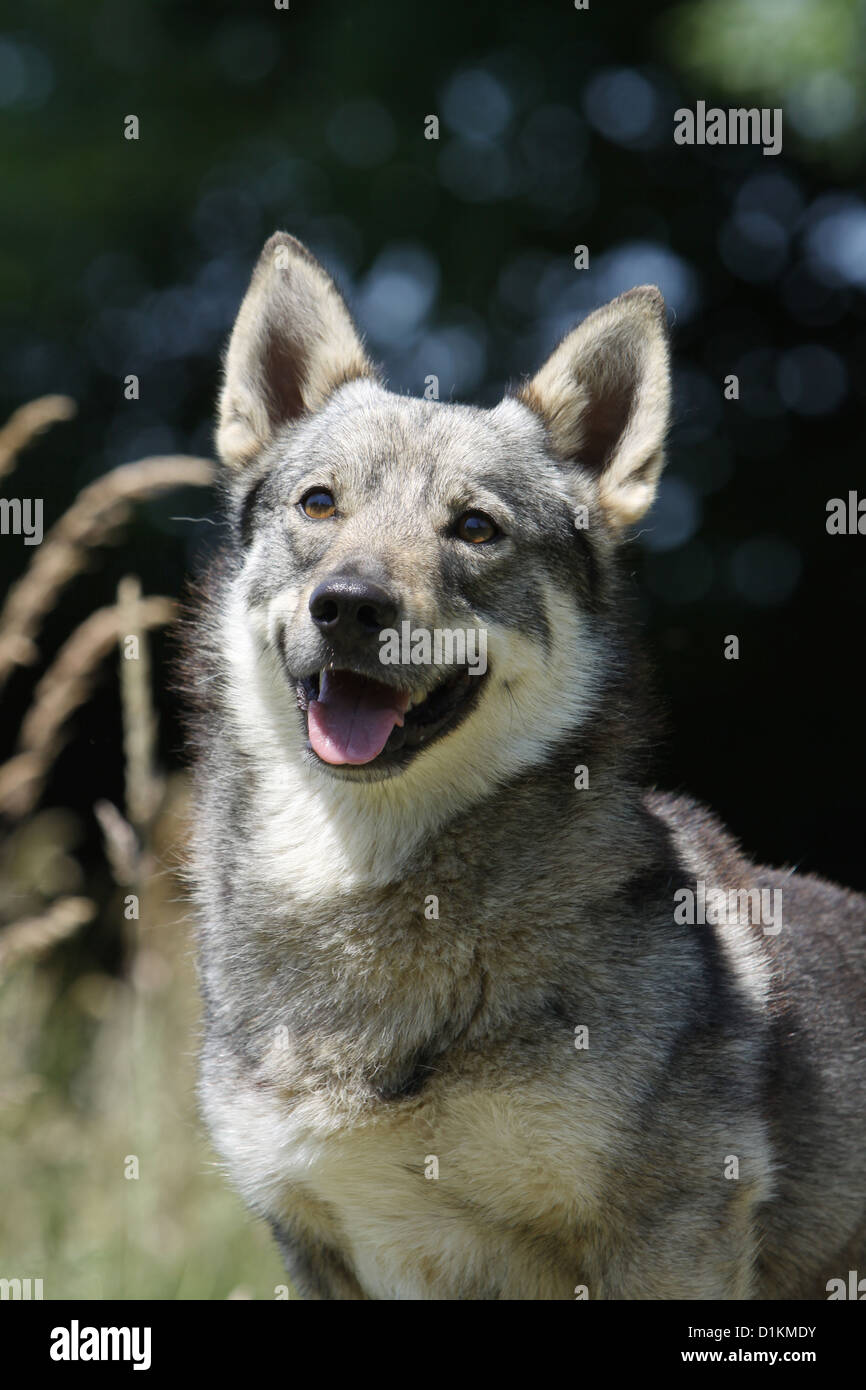 Hund schwedischer Wallhund Vastgotaspets Erwachsenen Porträt Stockfoto