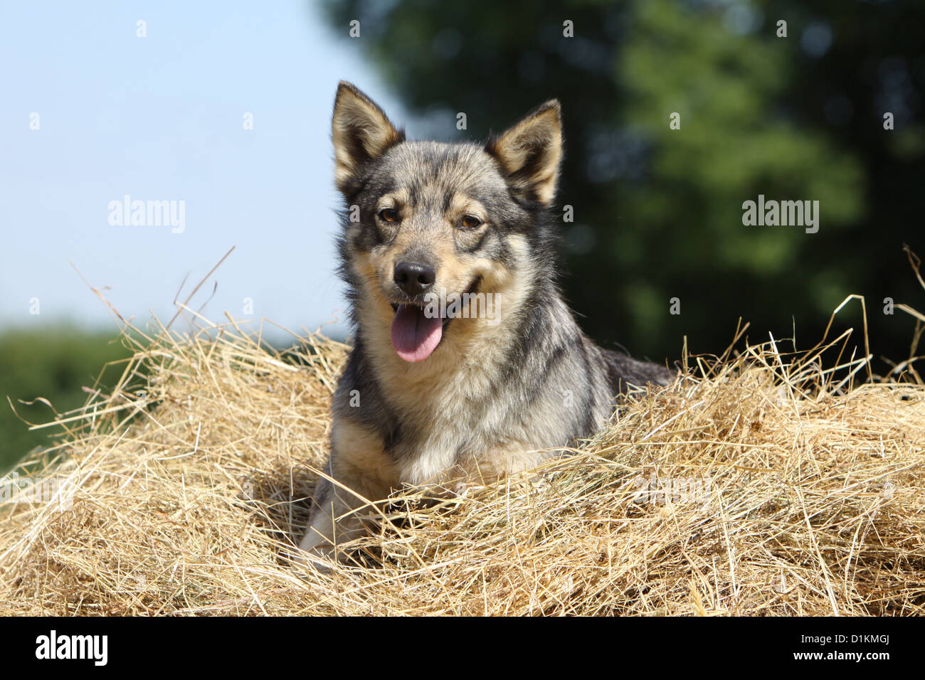 Hund schwedischer Wallhund Vastgotaspets Puupy liegen im Stroh Stockfoto