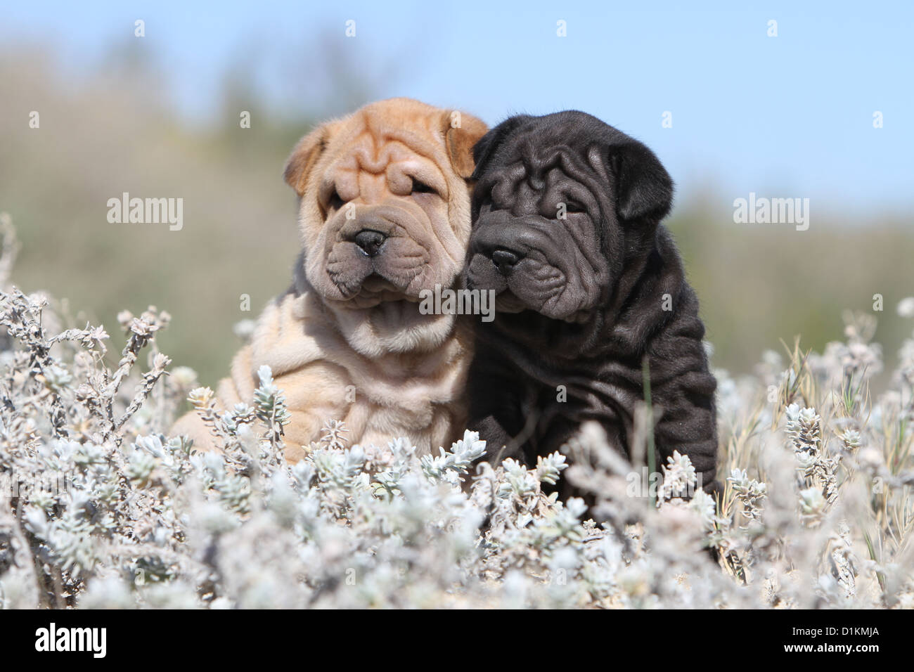 Hund Shar-pei zwei Welpen Beige und schwarz Stockfoto