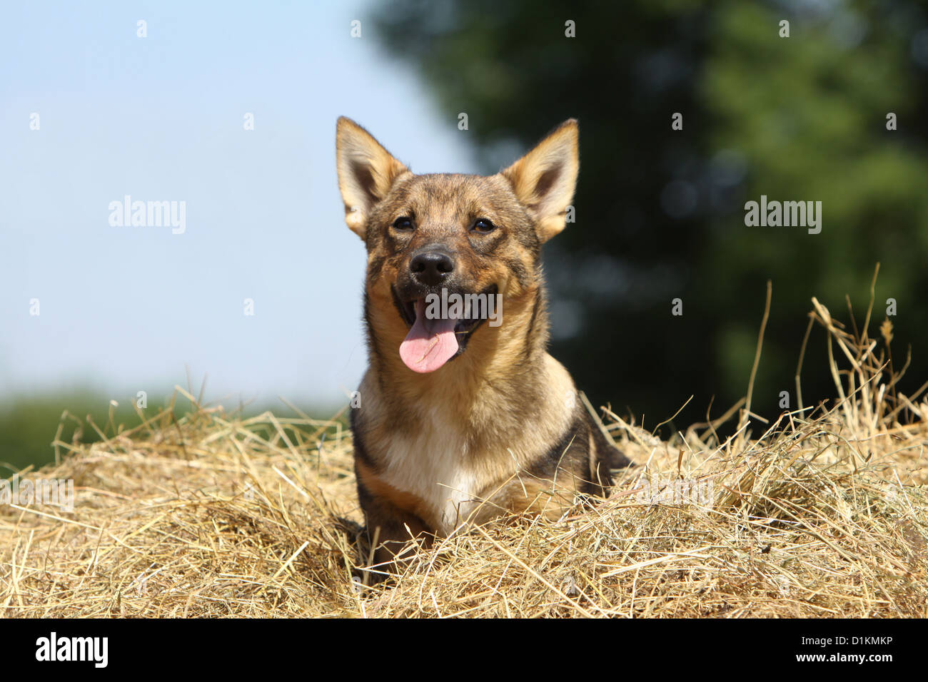 Hund schwedischer Wallhund Vastgotaspets Welpen sitzen im Stroh Stockfoto