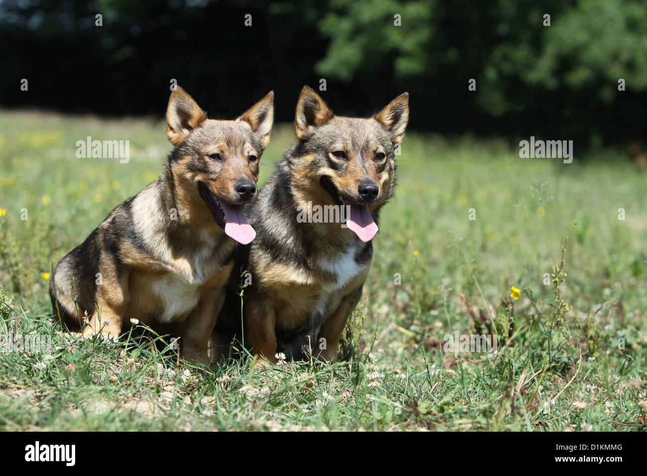 Schwedischer Wallhund Vastgotaspets Erwachsenen Hund und Welpen sitzen auf einer Wiese Stockfoto