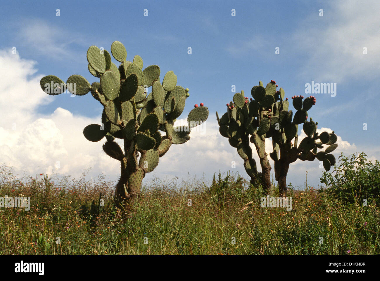 Kaktus verwendet, um Mescal Getränk und Meskalin Drogen machen. Jalisco, Mexiko Stockfoto