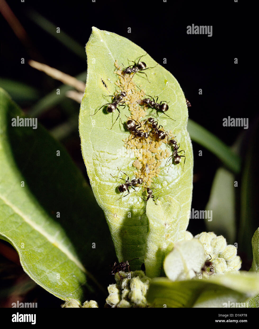 Schwarz HONIG AMEISEN/WINTER AMEISEN (PRENOLEPSIS IMPARIS) Erwachsene neigen Blattläuse Kühe auf gemeinsame Seidenpflanze (Asclepias syriaca) Stockfoto