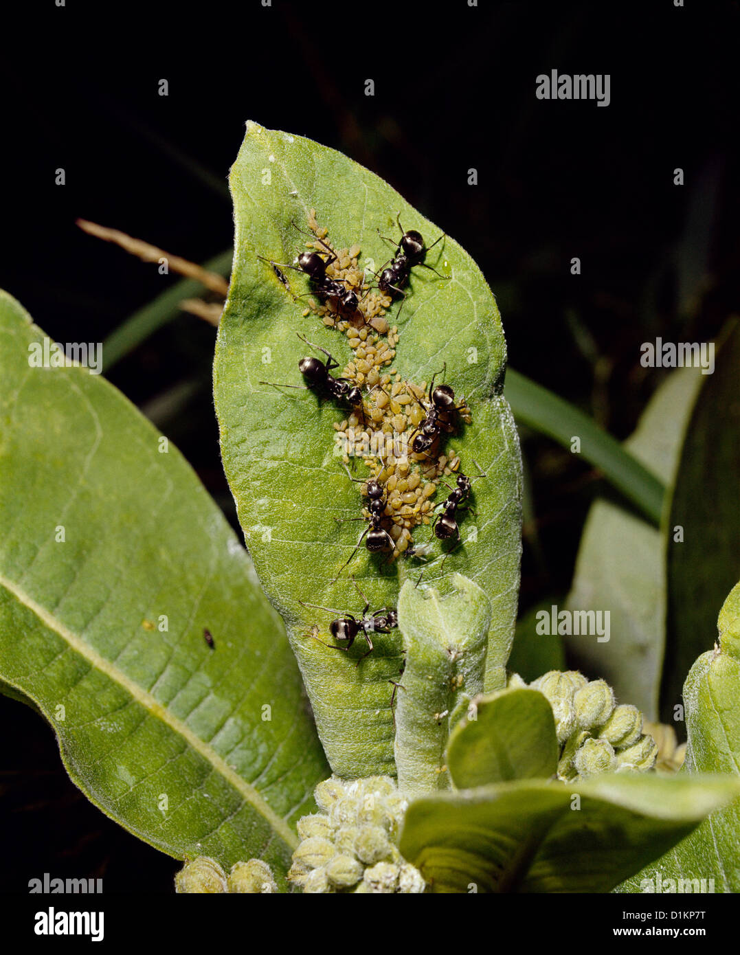 Schwarz HONIG AMEISEN/WINTER AMEISEN (PRENOLEPSIS IMPARIS) Erwachsene neigen Blattläuse Kühe auf gemeinsame Seidenpflanze (Asclepias syriaca) Stockfoto