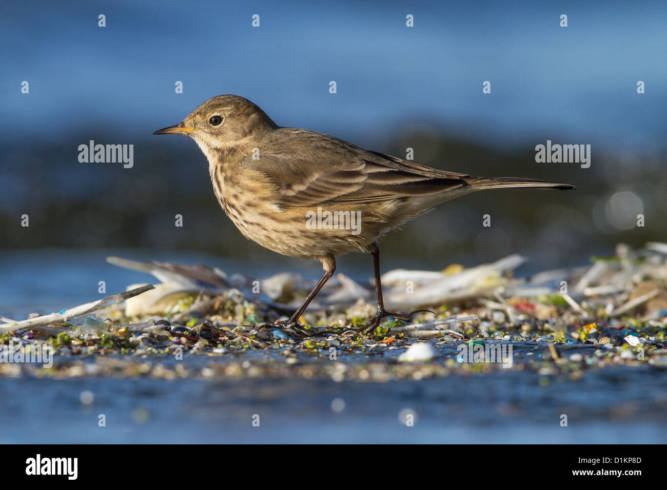 Amerikanische Buff-bellied Pieper (Anthus Rubescens), Königinmutter Reservoir, Berkshire, England Stockfoto