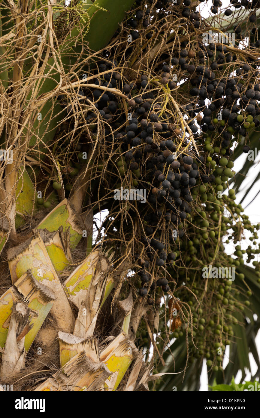 Palm-Baum-Früchte Stockfoto