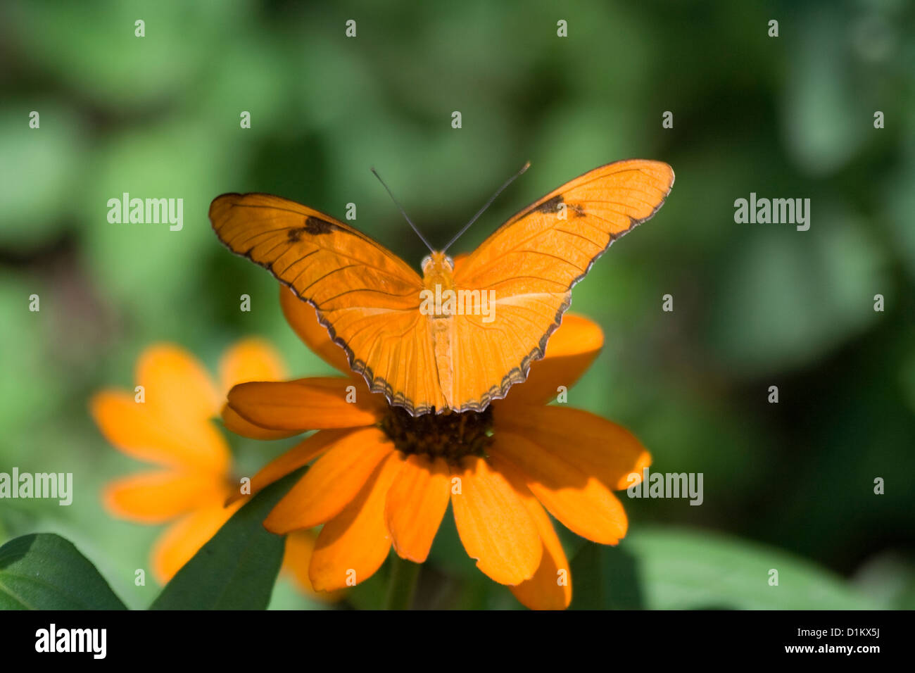 Dryas Julia Schmetterling Heliconian Stockfoto