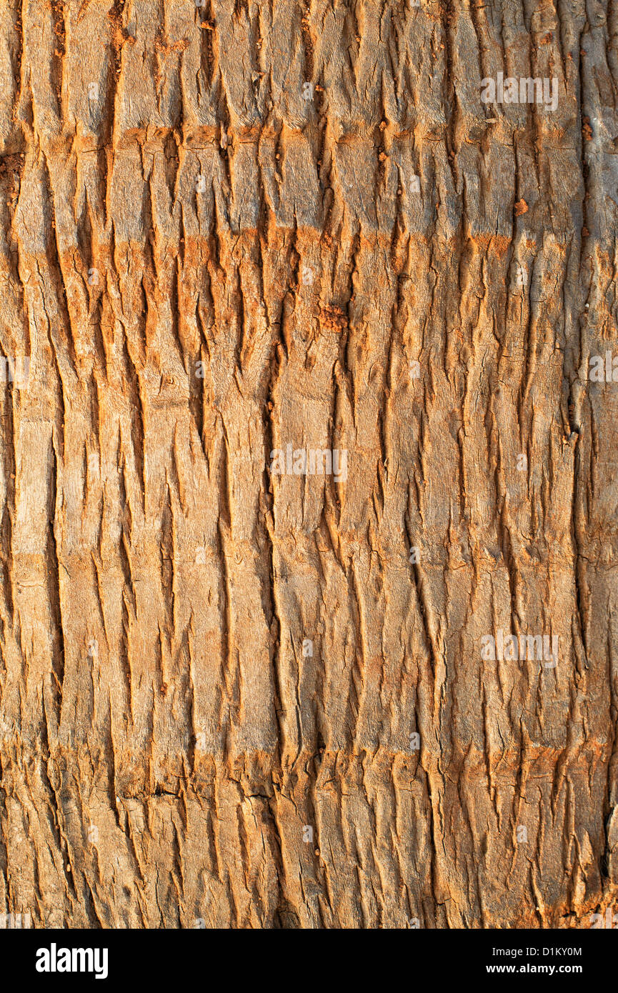 Indische Kokospalme Baum Rinde Schale Stockfoto