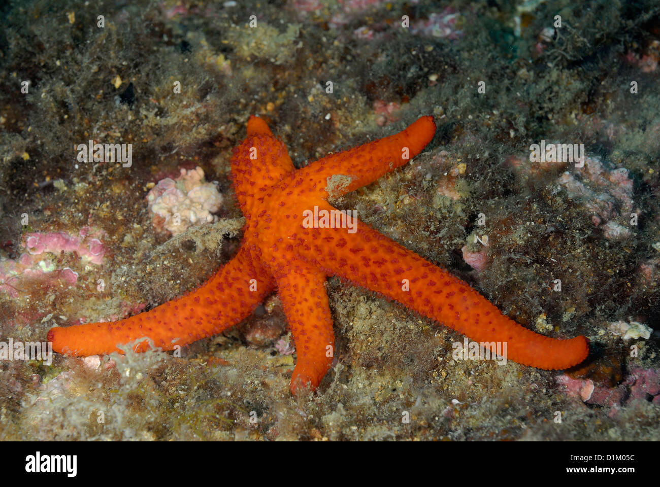 Roter Seestern Echinaster Sepositus geschützt Tor Paterno Marine Bereich, Rom, Latium, Italien, Mittelmeer Stockfoto