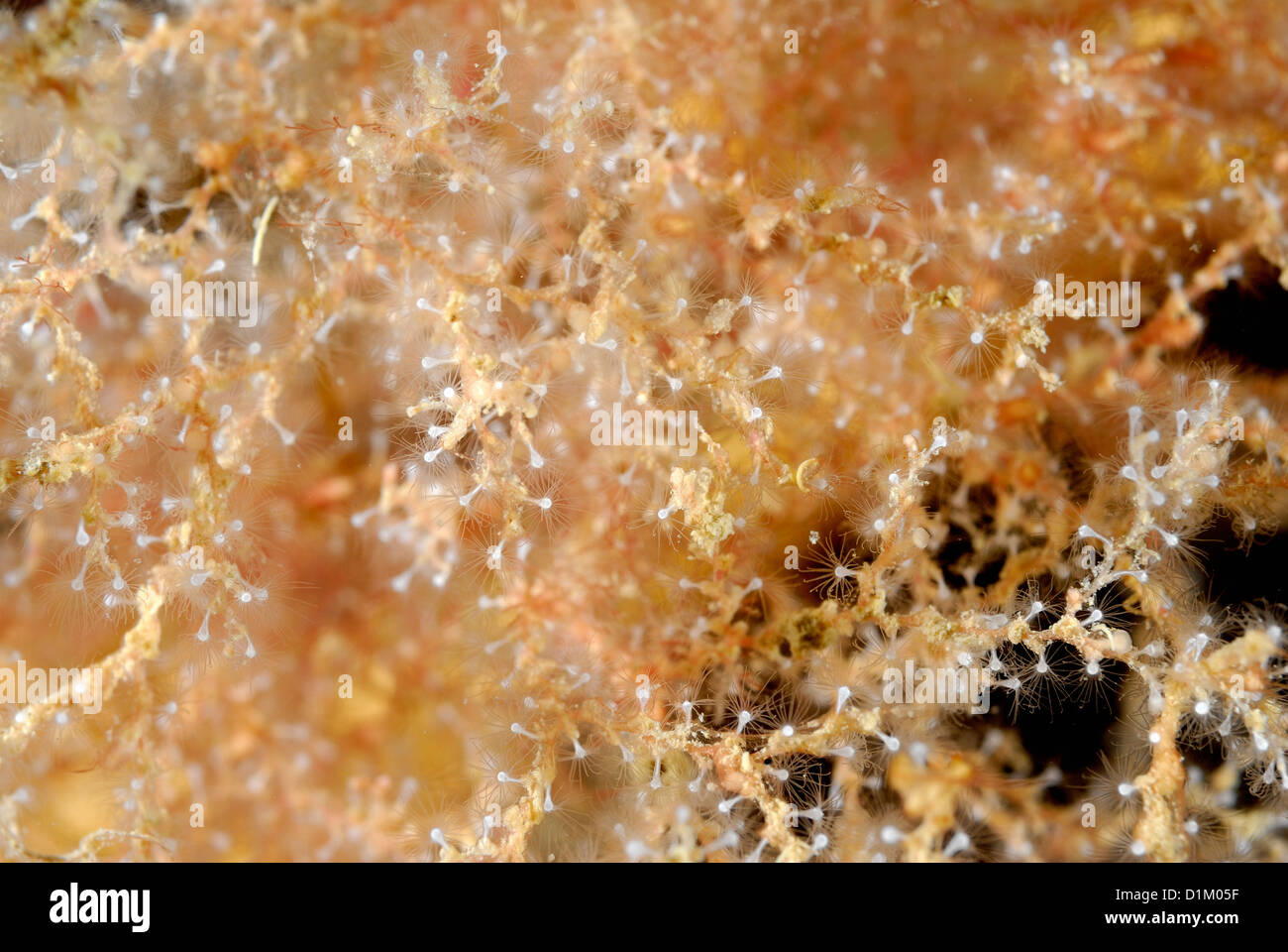 Hidroid Sertularella Crassicaulis Verzweigung, Schutzgebiet Tor Paterno Marine, Rom, Latium, Italien, Mittelmeer Stockfoto