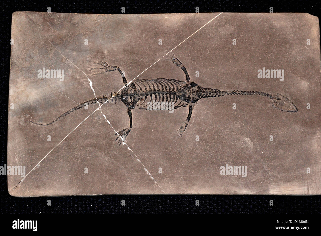 Trias fossile Reptil Keichousaurus Hui, China Stockfoto